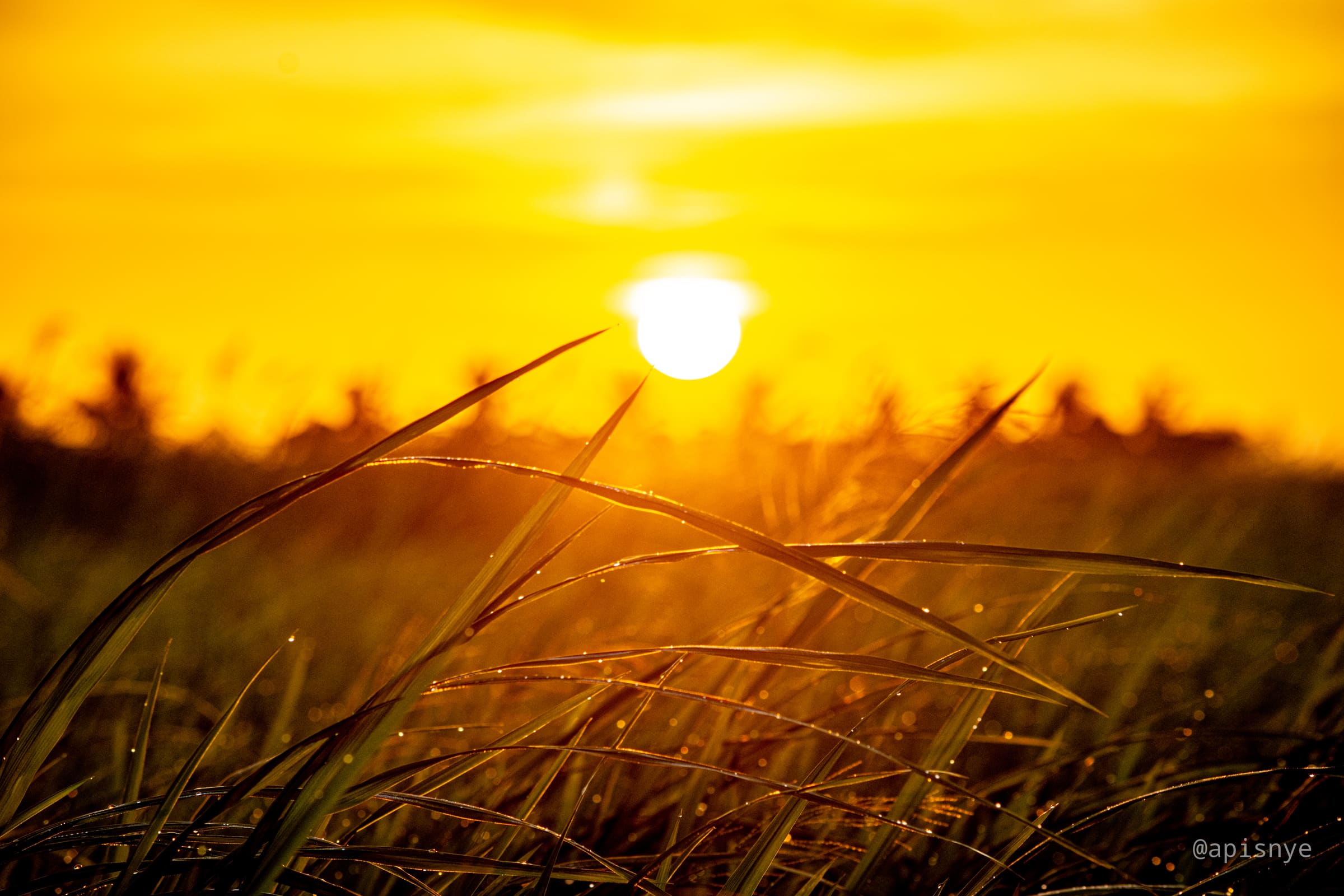 Sunrise over a paddy field, representing modern farming and agriculture
